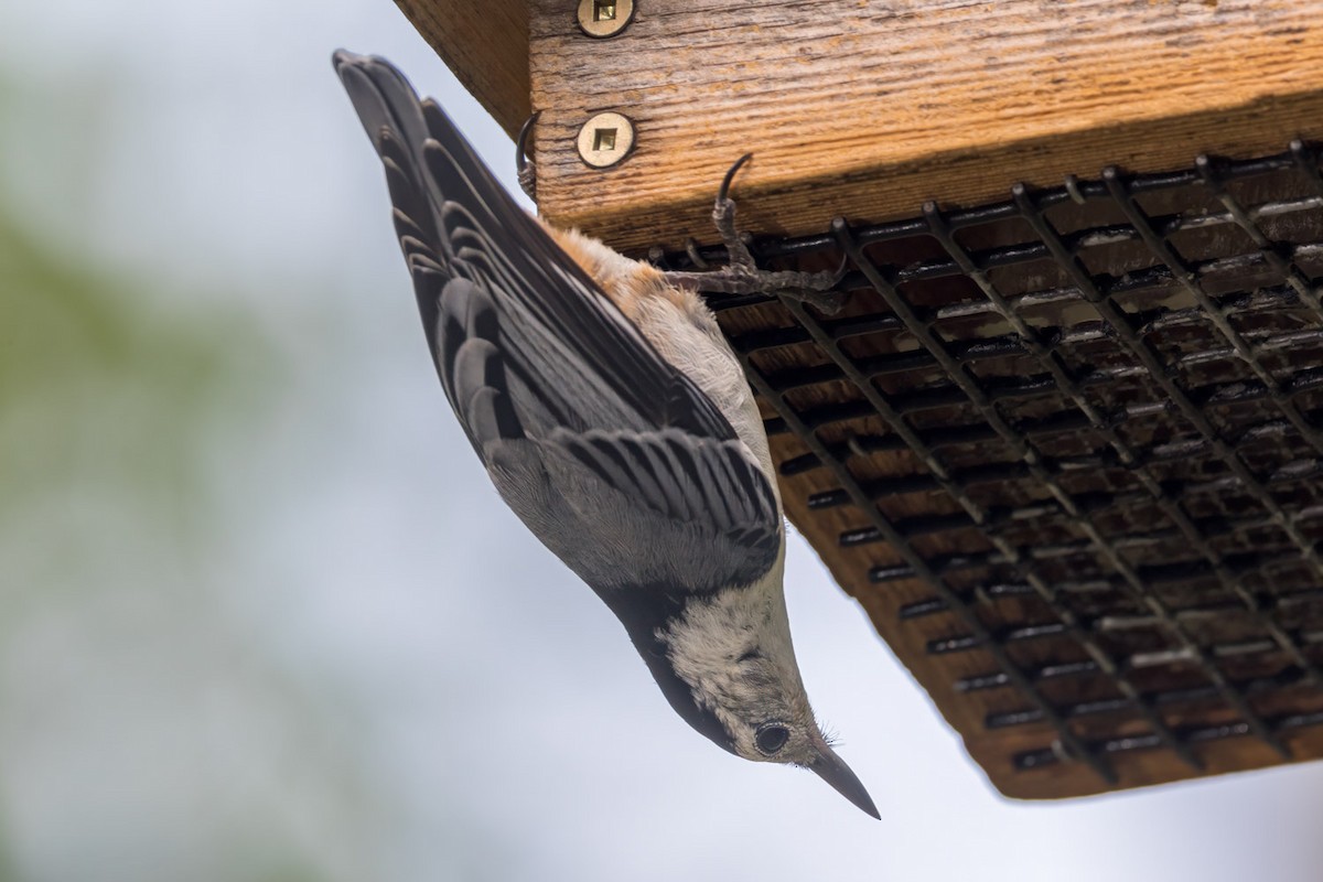 White-breasted Nuthatch - ML638818935