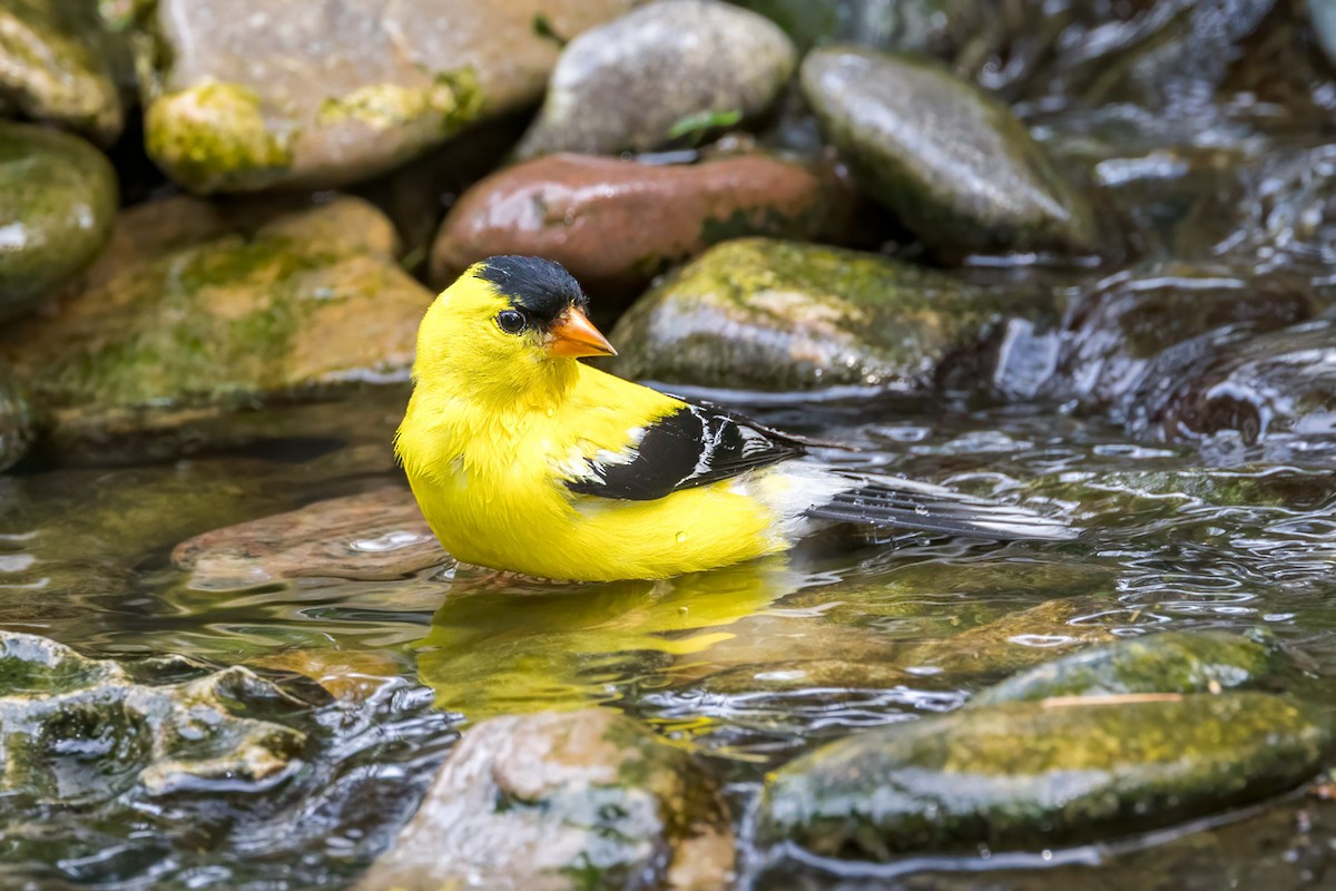American Goldfinch - ML638818960