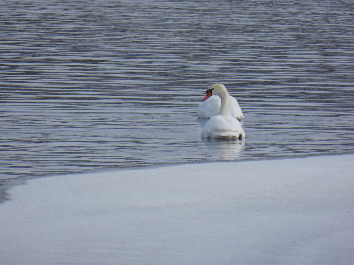 Mute Swan - ML638818989