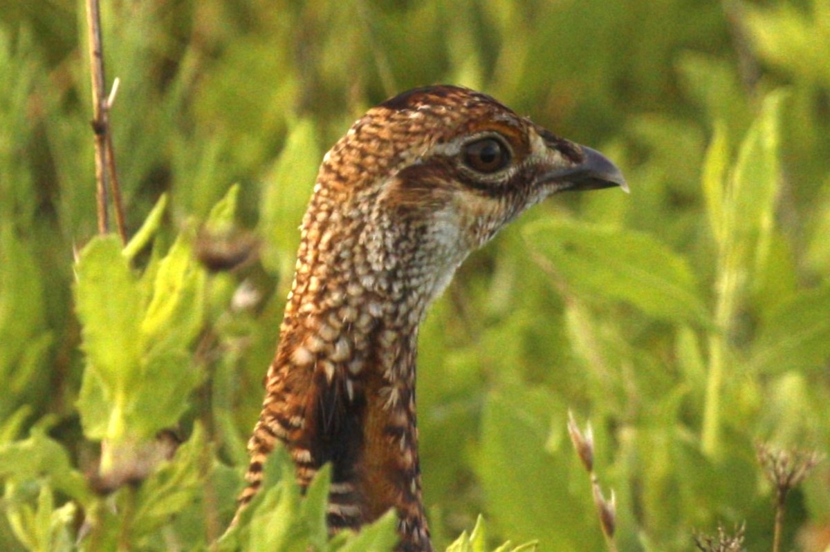 tetřívek prériový (ssp. attwateri) - ML638819004