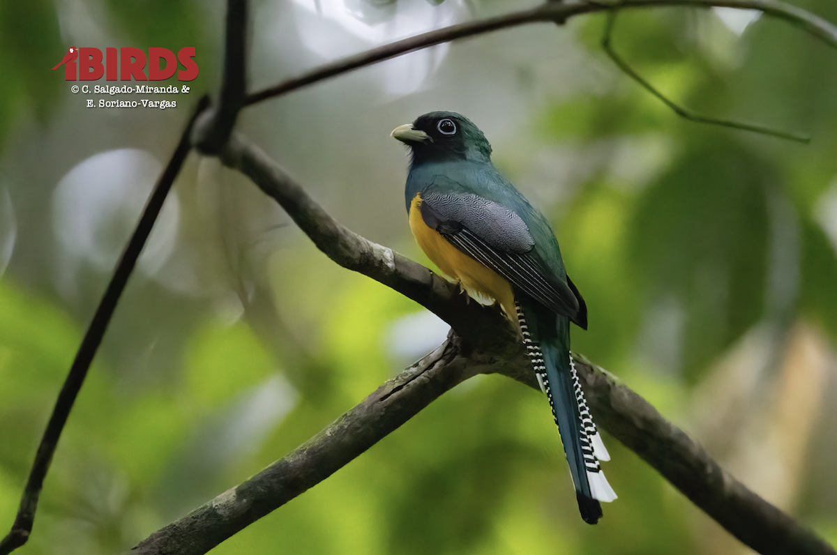 Northern Black-throated Trogon - ML638819013