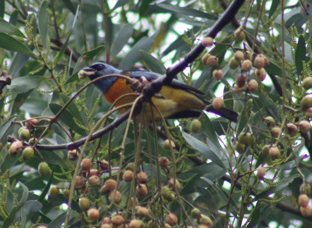 Blue-and-yellow Tanager - ML638819014