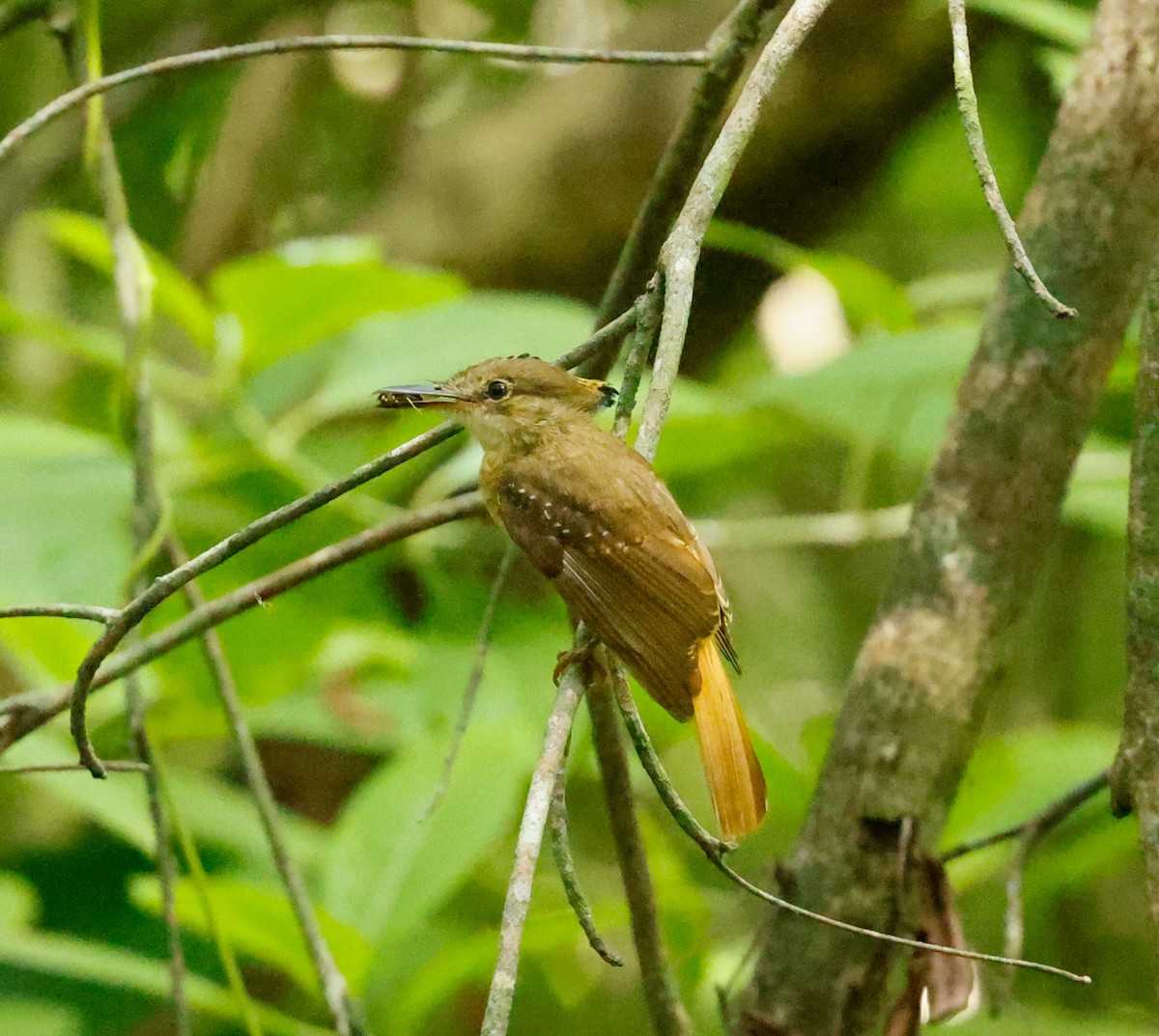 Tropical Royal Flycatcher (Northern) - ML638819060