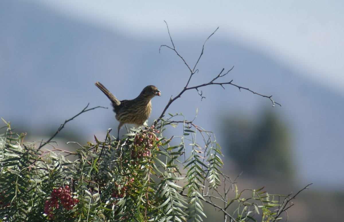 Rufous-tailed Plantcutter - ML638819070