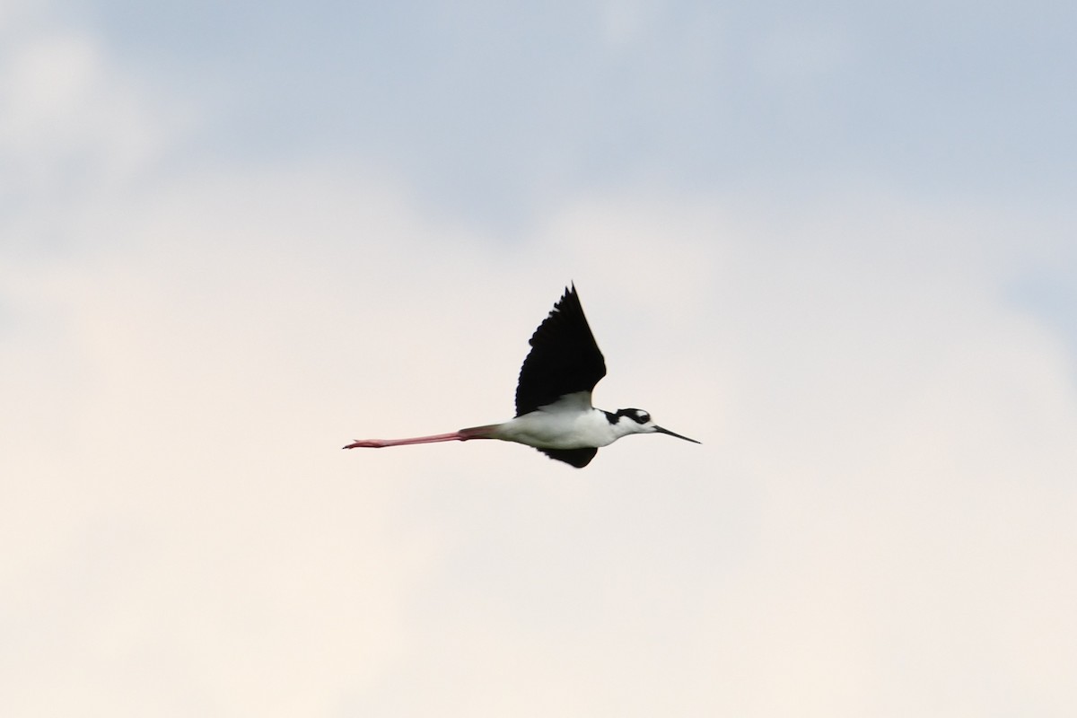 Black-necked Stilt - ML638819079