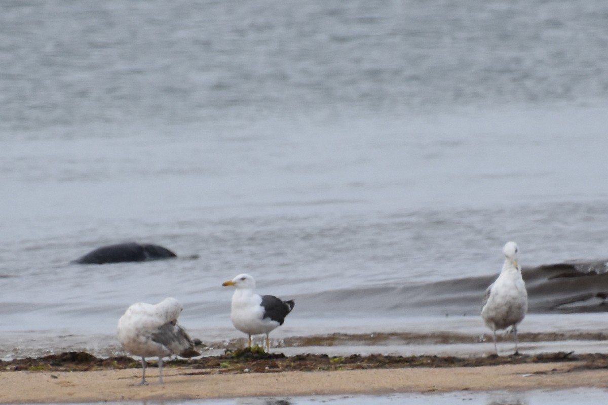 Lesser Black-backed Gull - ML638819086