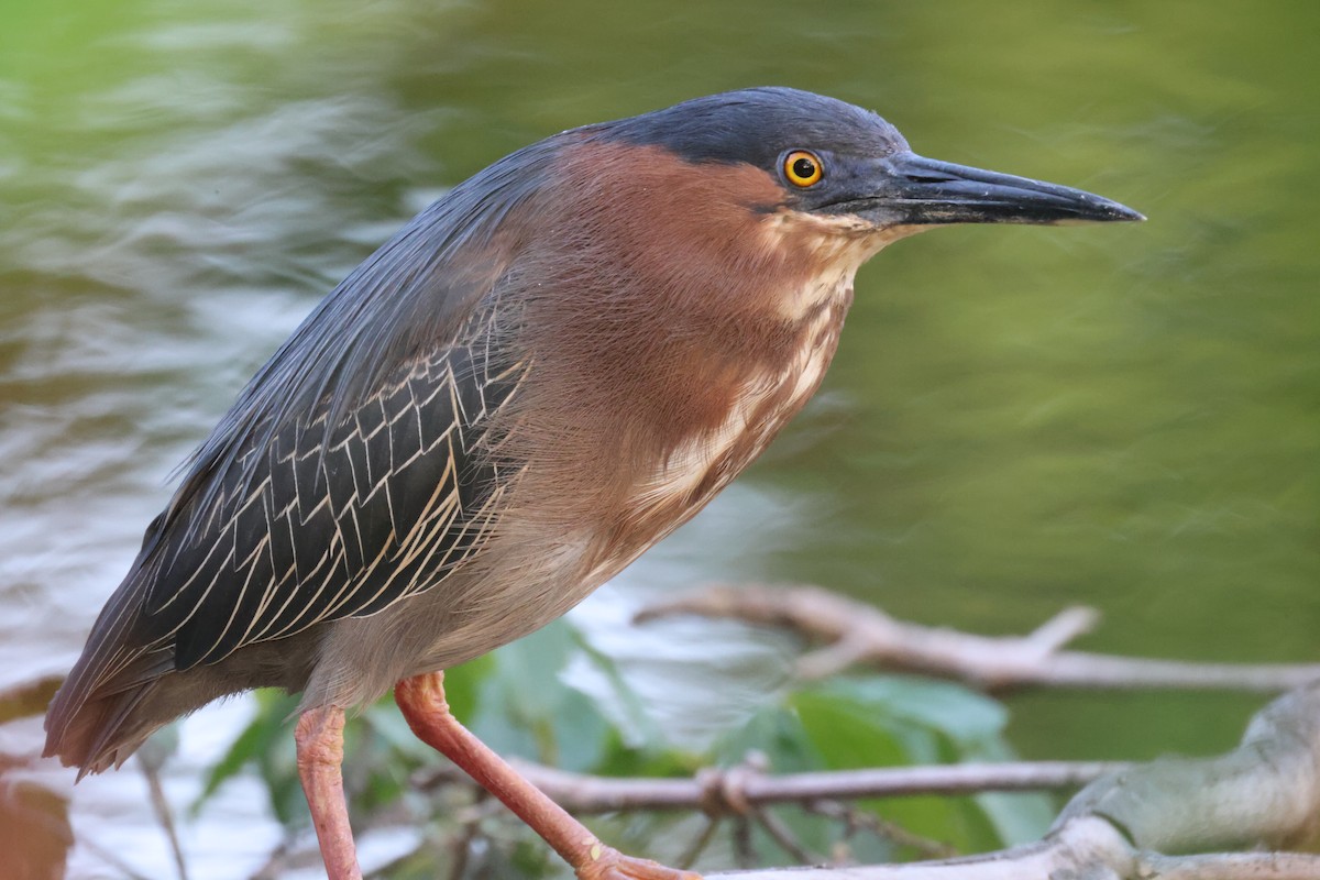 Green Heron - ML638819096