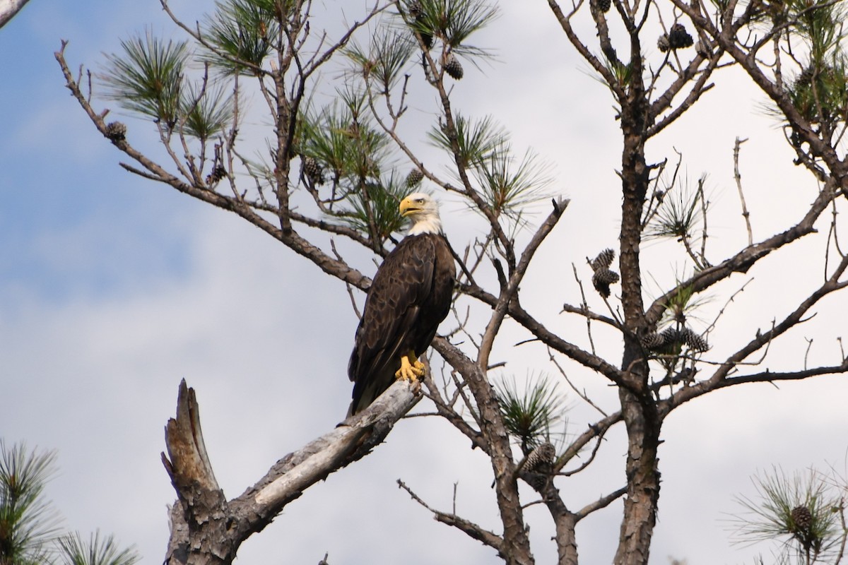 Bald Eagle - ML638819097