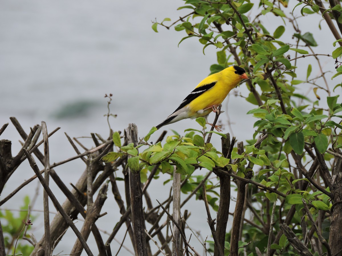 American Goldfinch - ML638819118