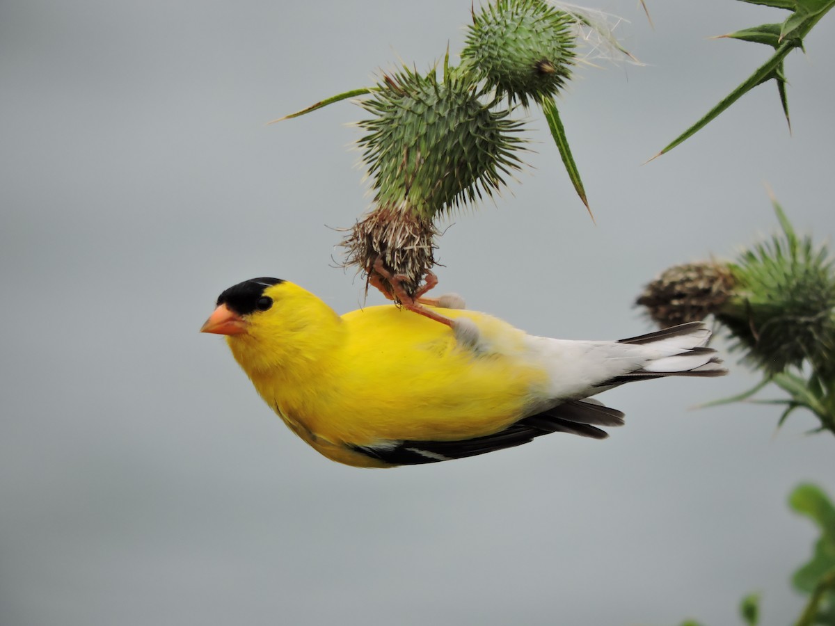 American Goldfinch - ML638819126