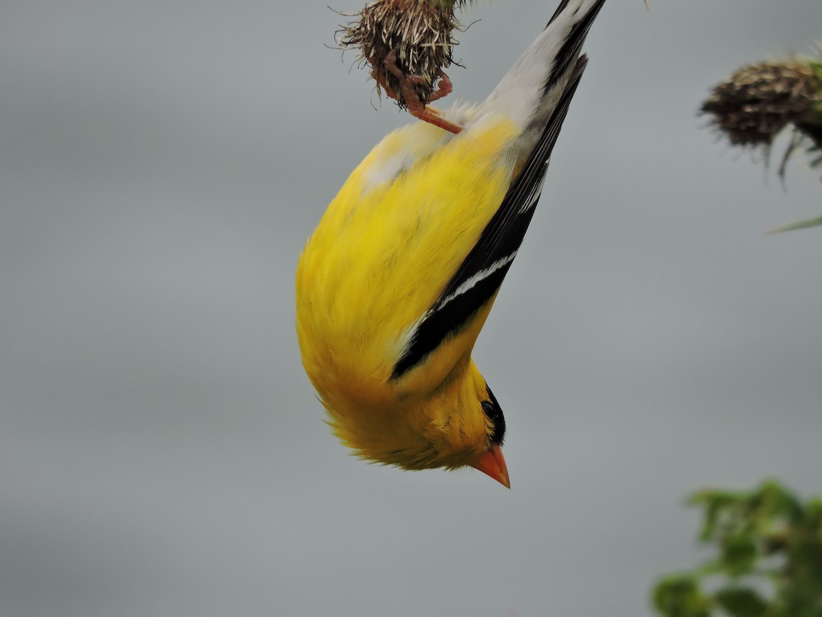 American Goldfinch - ML638819130