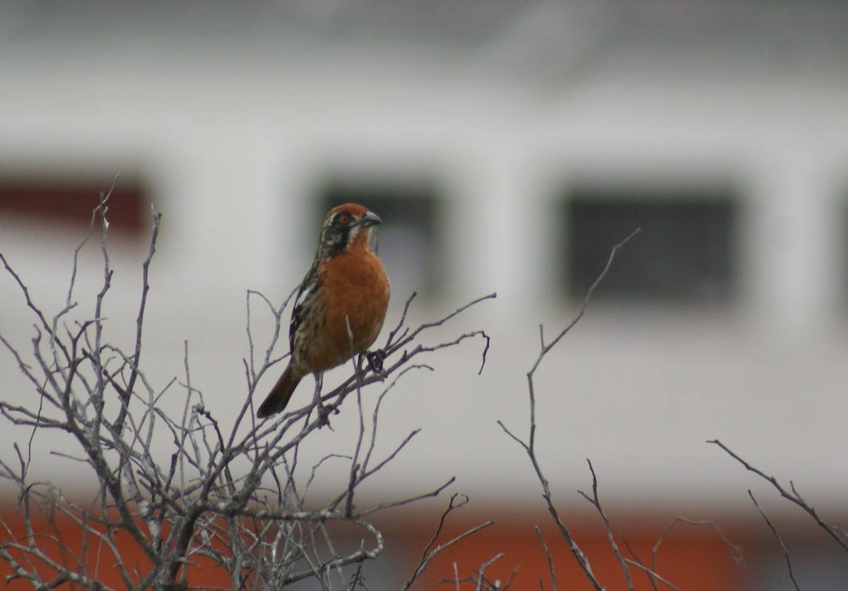 Rufous-tailed Plantcutter - ML638819160