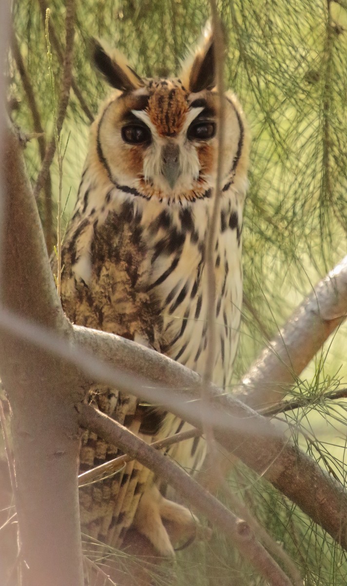 Striped Owl - ML638819192