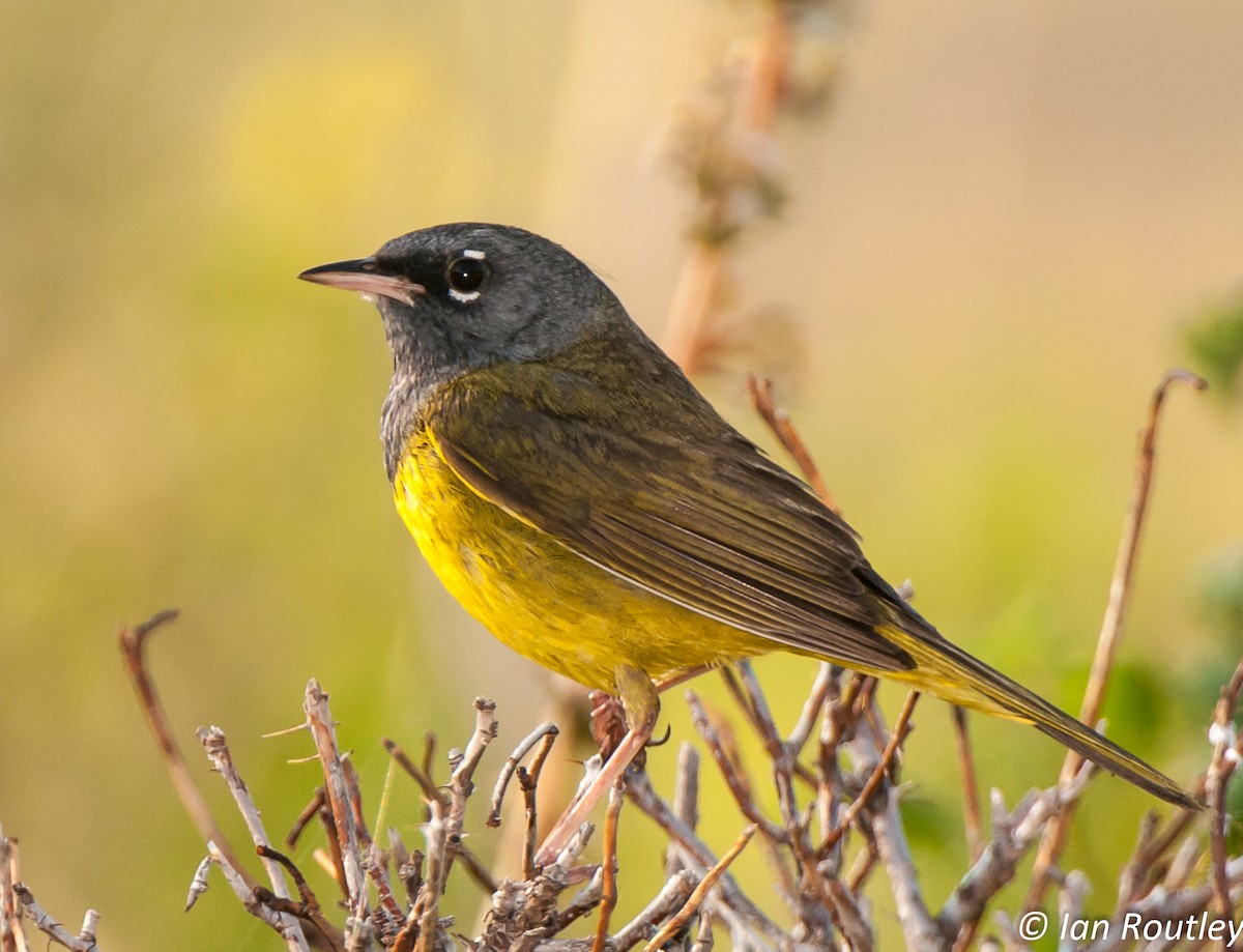 MacGillivray's Warbler - ML63881931