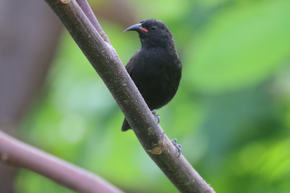 Bananaquit (Grenada) - ML638819325