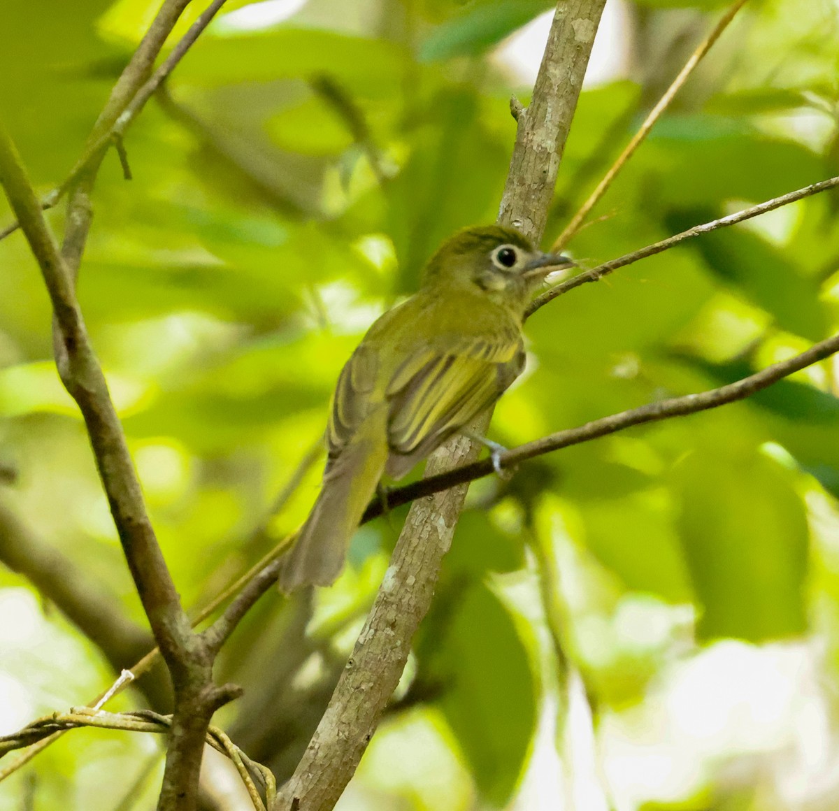 Eye-ringed Flatbill - ML638819396