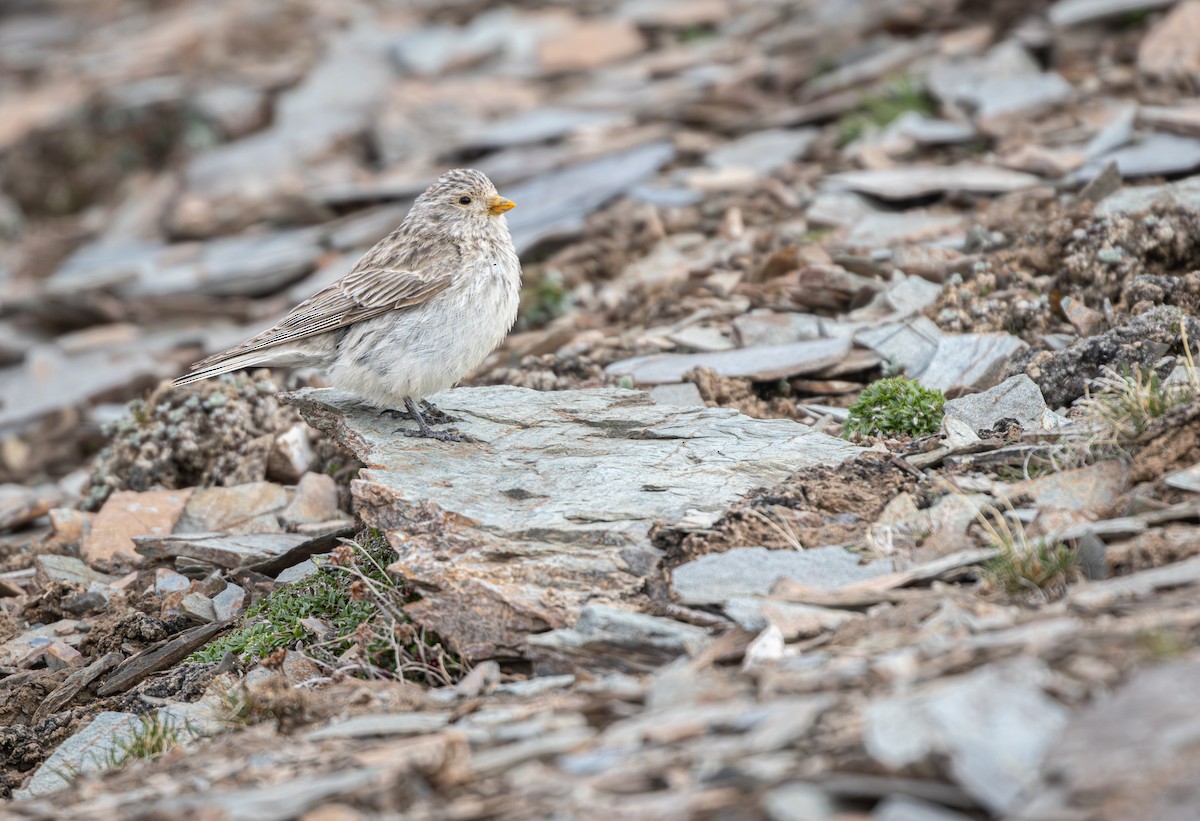 Sillem's Rosefinch - ML638819424