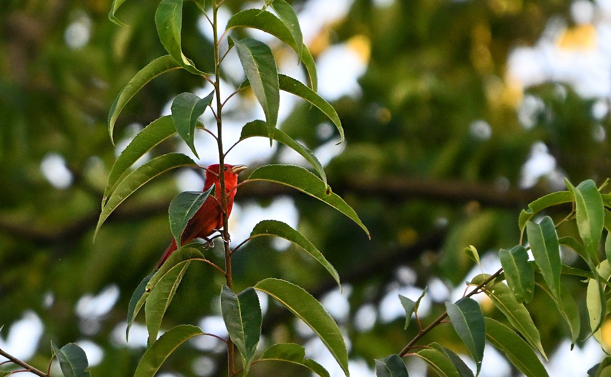 Summer Tanager - ML638819470