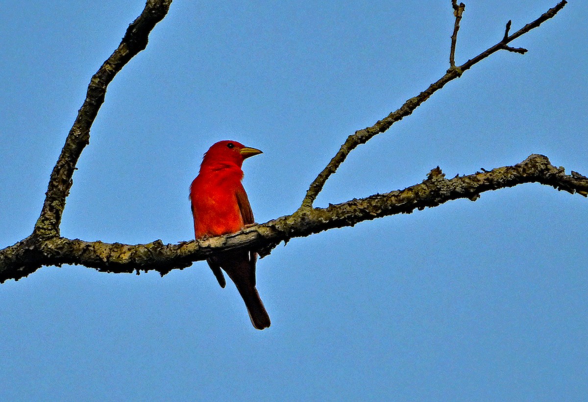 Summer Tanager - ML638819472