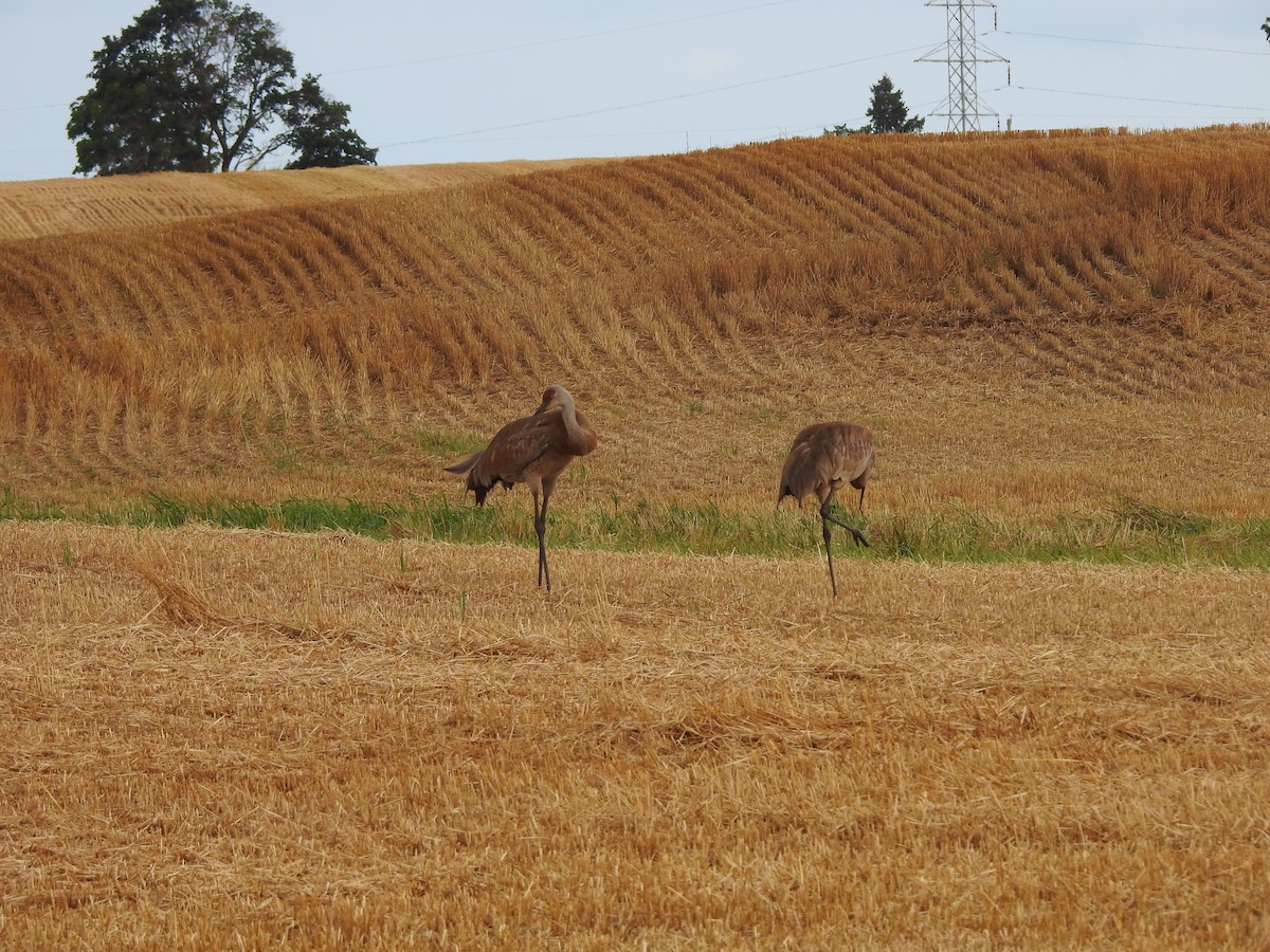 Sandhill Crane - ML638819500