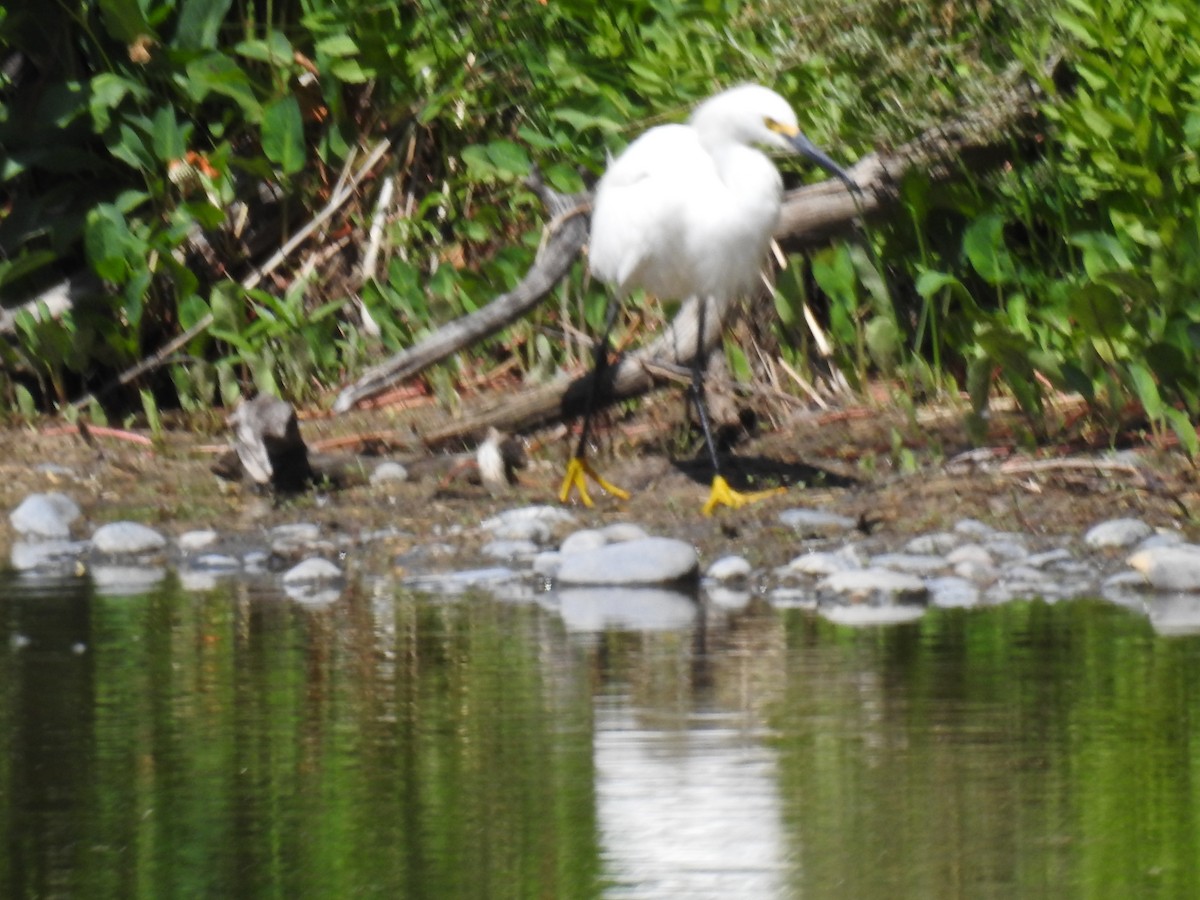 Snowy Egret - ML638819509