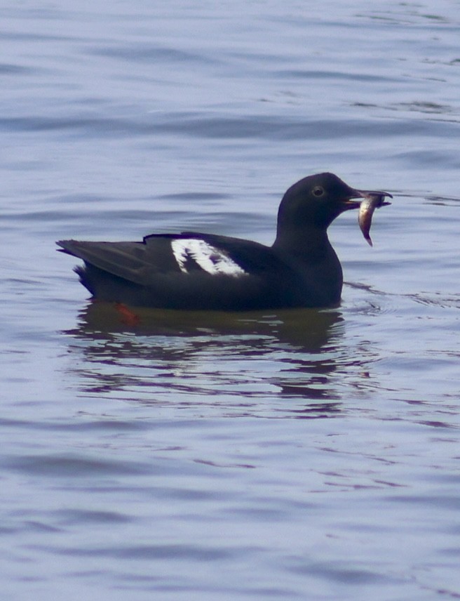 Pigeon Guillemot - ML638819543