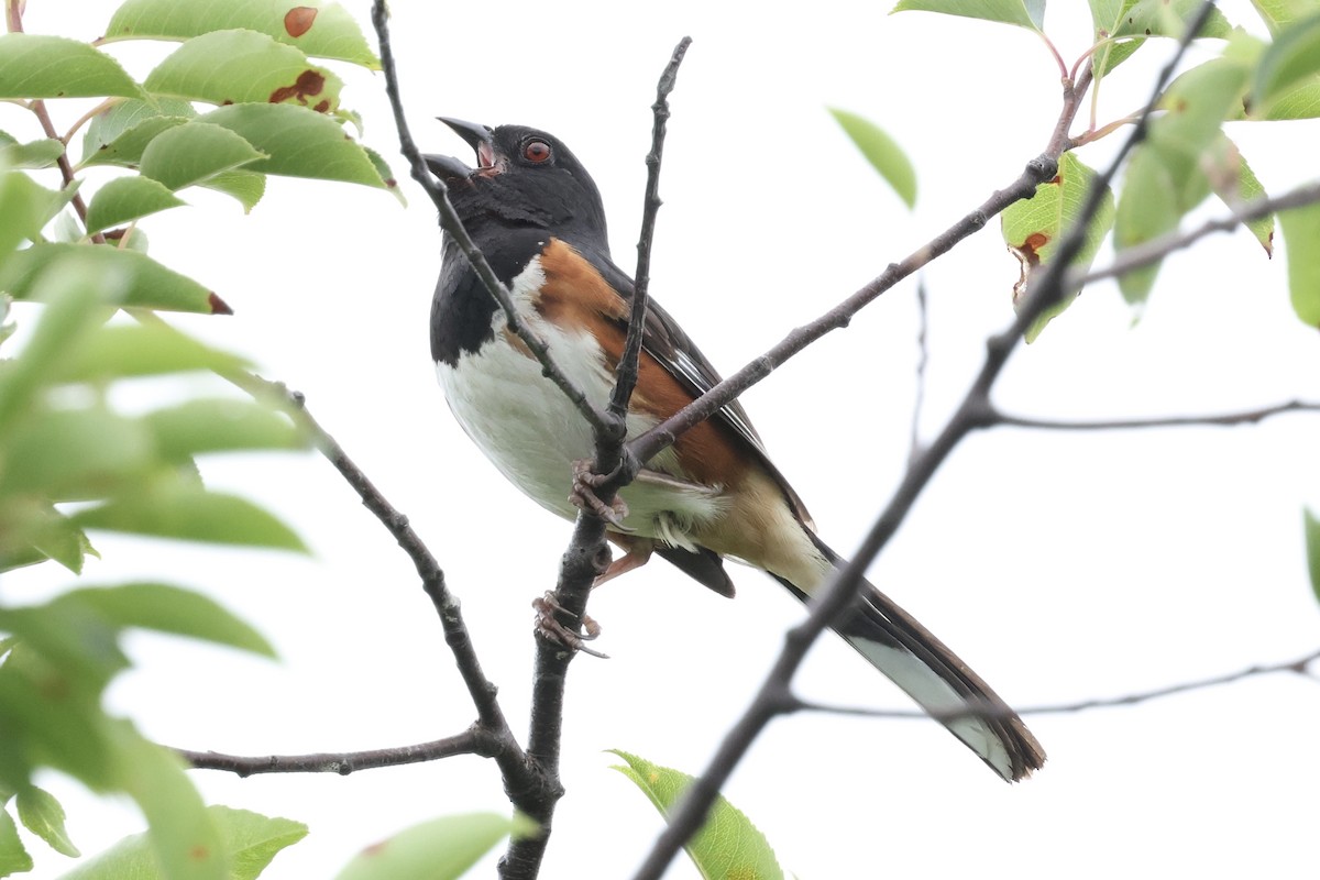 Eastern Towhee - ML638819547