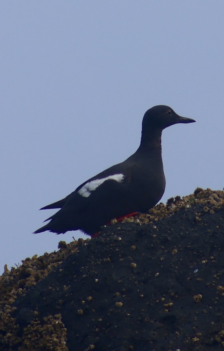 Pigeon Guillemot - ML638819548