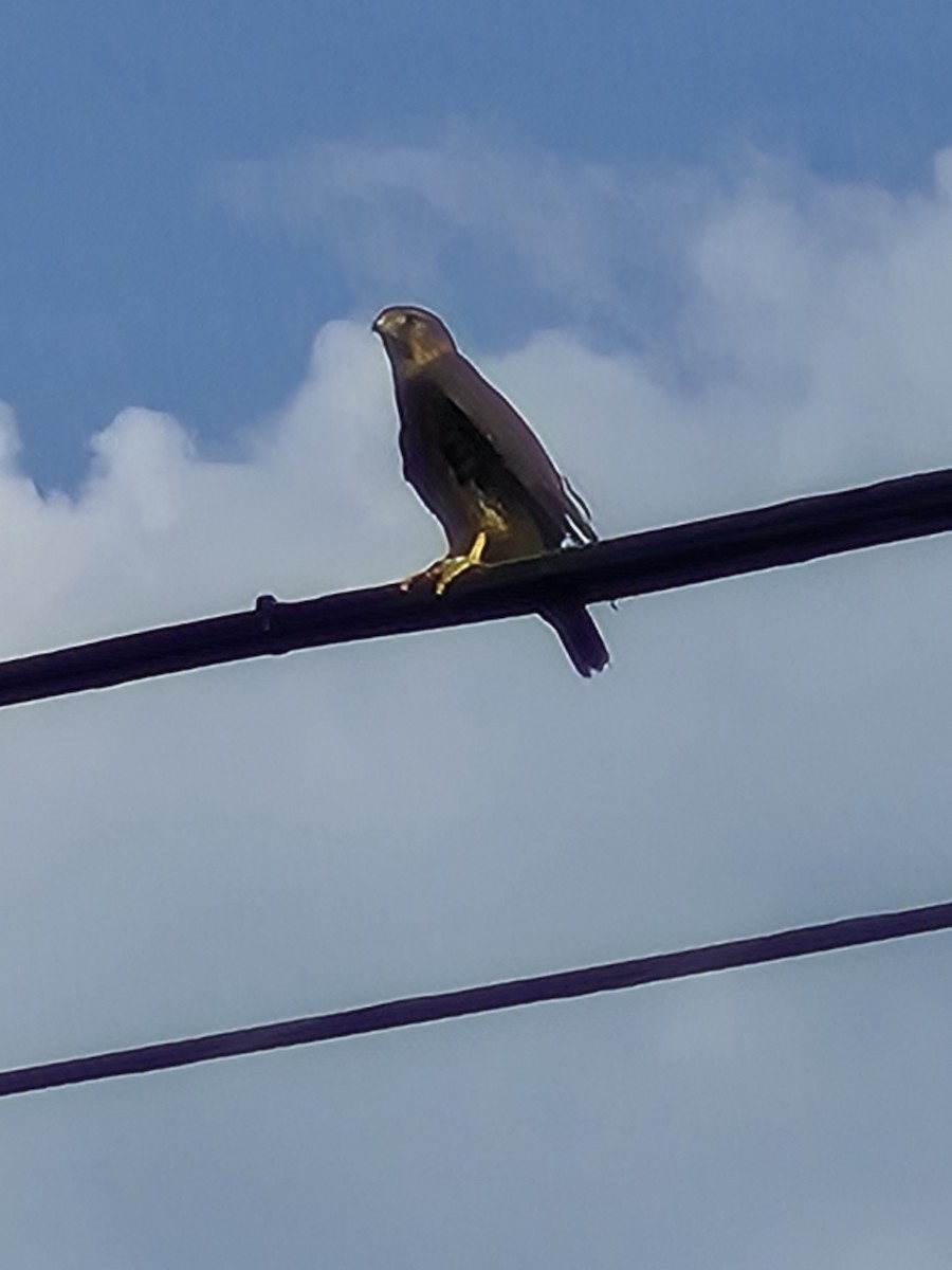 Faucon émerillon (columbarius) - ML638819567