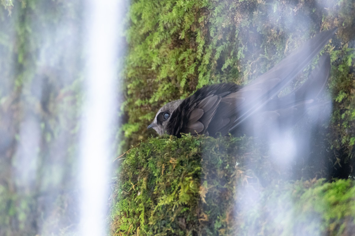 Black Swift - ML638819569