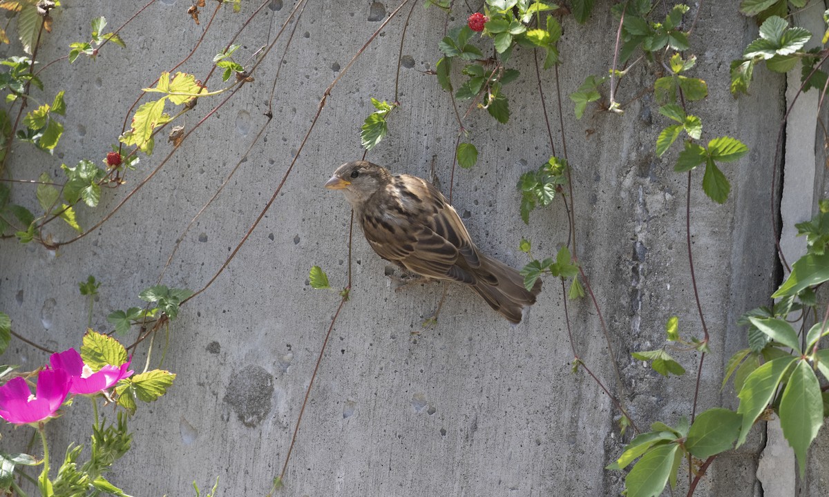 Moineau domestique - ML638819577