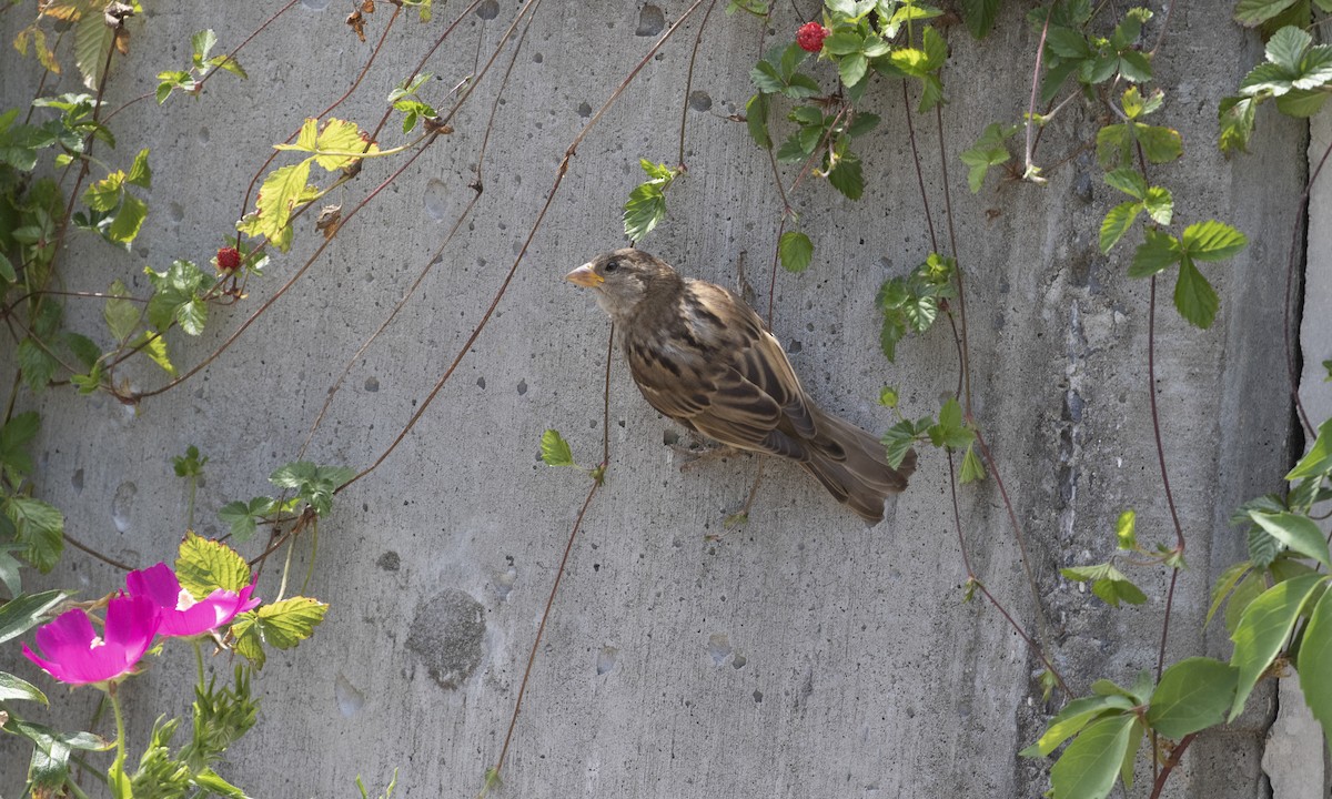 Moineau domestique - ML638819578
