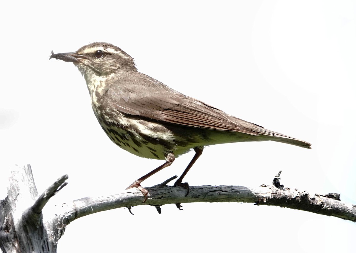Northern Waterthrush - ML638819595