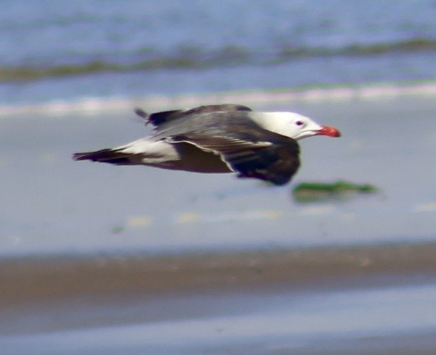 Heermann's Gull - ML638819603