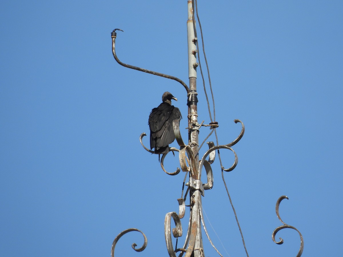 Black Vulture - ML638819604