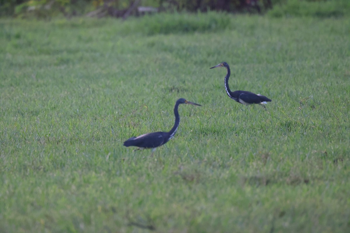 Tricolored Heron - ML638819622