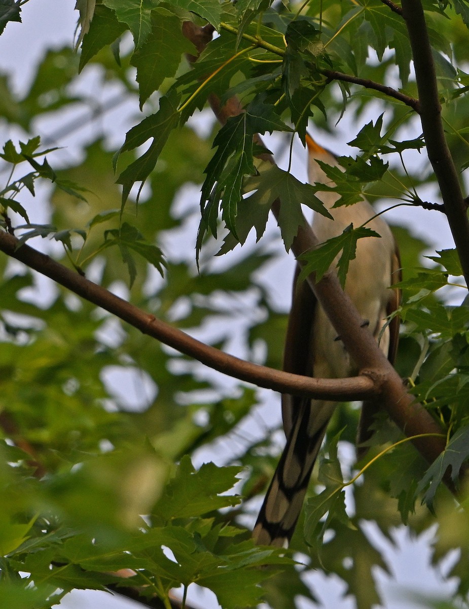 Yellow-billed Cuckoo - ML638819629