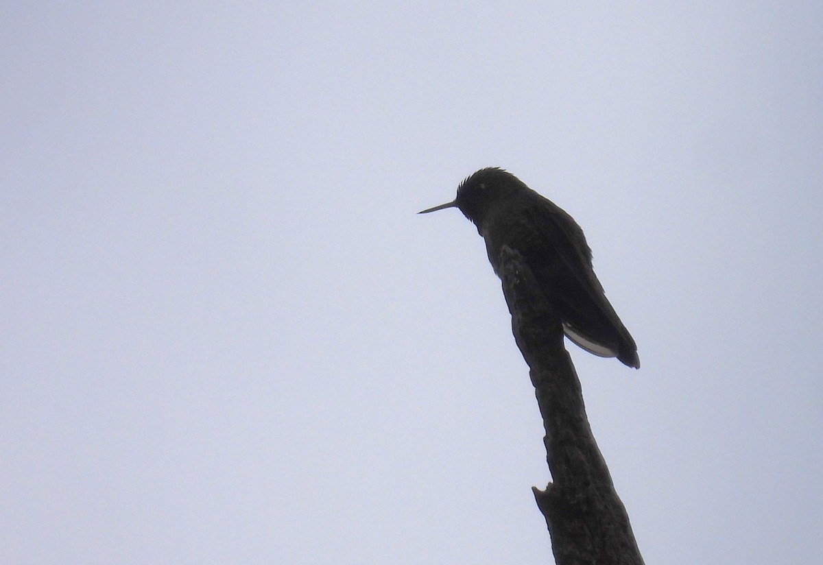 Tyrian Metaltail - ML638819634