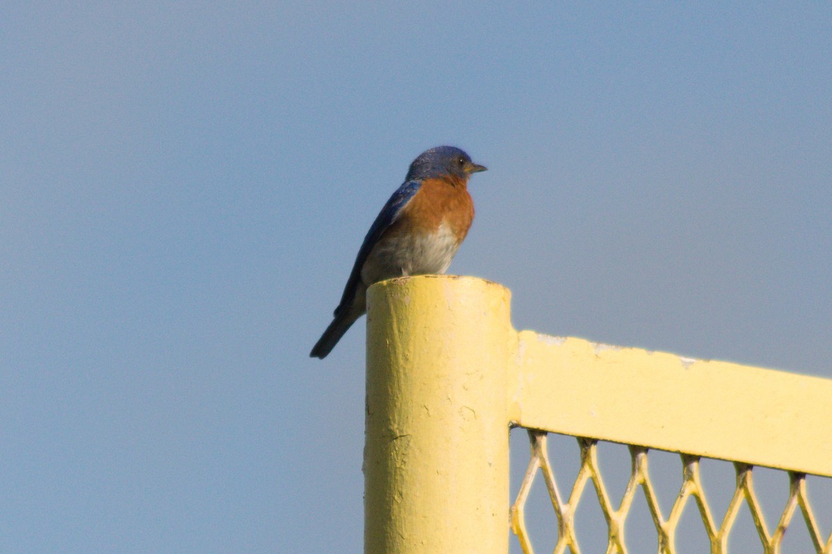 Eastern Bluebird - ML638819650