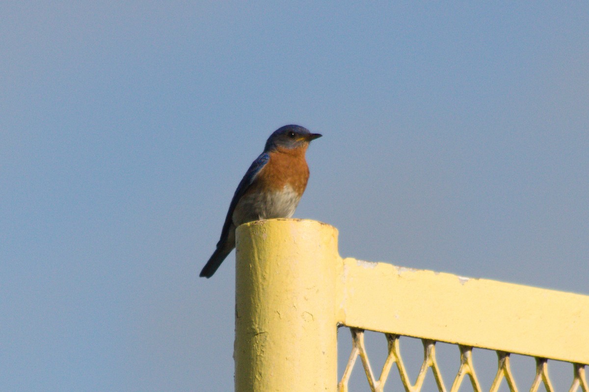 Eastern Bluebird - ML638819651