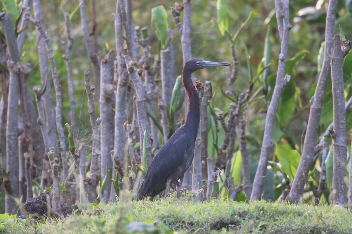 Little Blue Heron - ML638819657