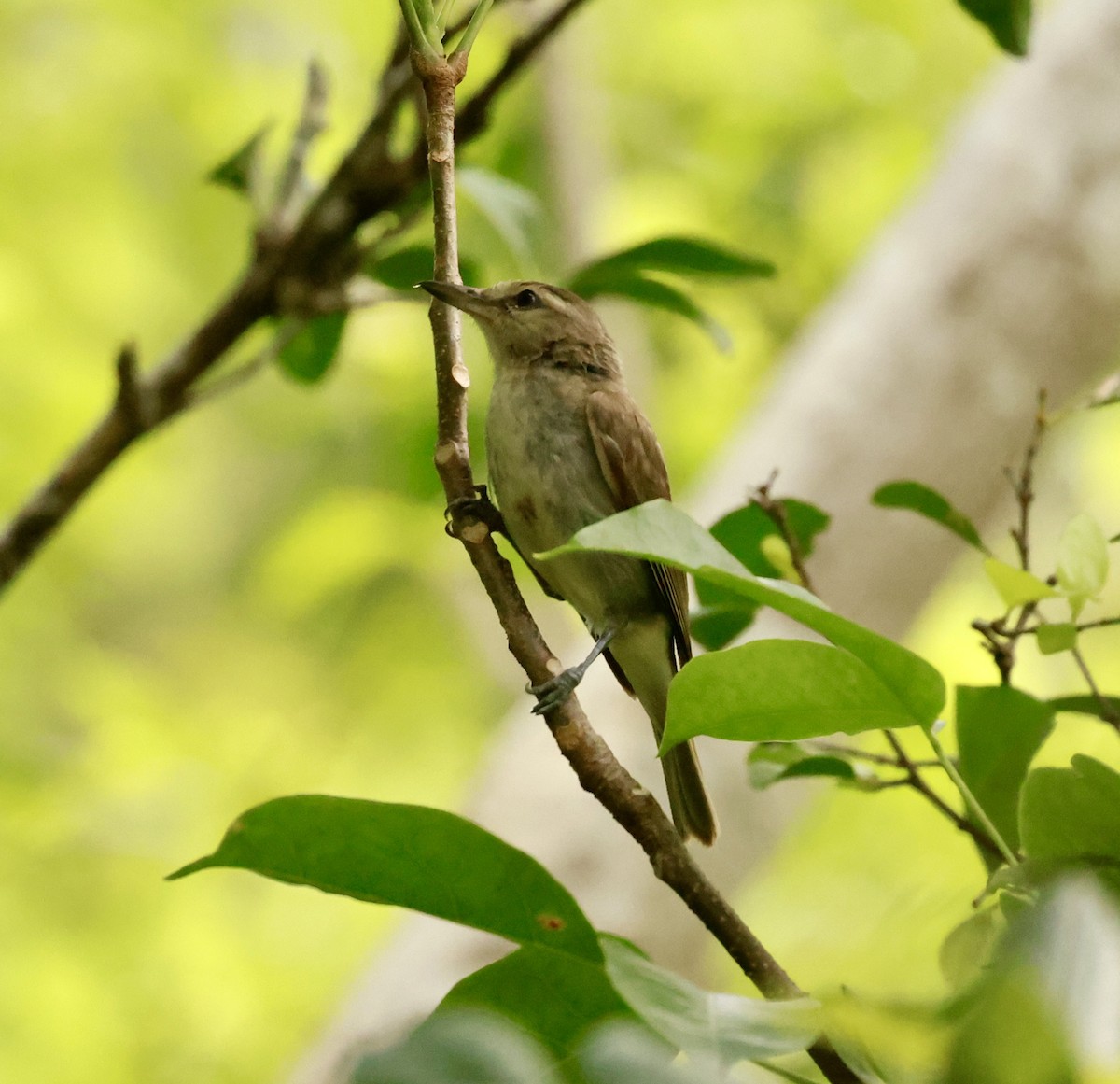 Yucatan Vireo - ML638819711