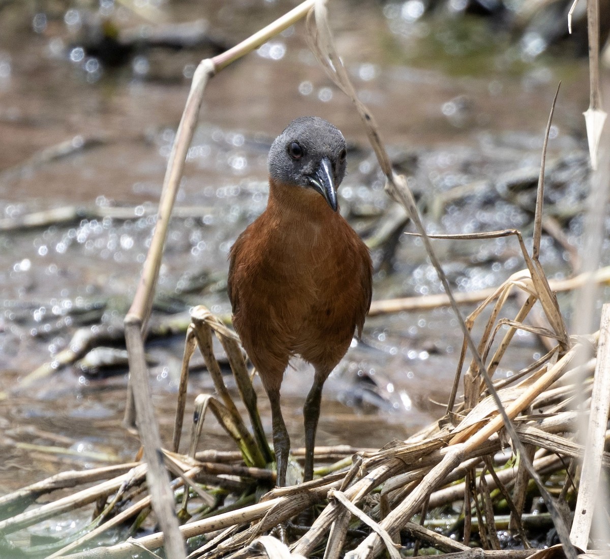 Ruddy Crake - ML638819736