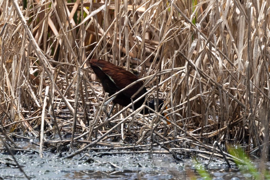 Northern Jacana - ML638819738