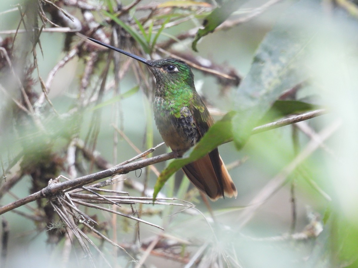 Violet-throated Starfrontlet - ML638819739