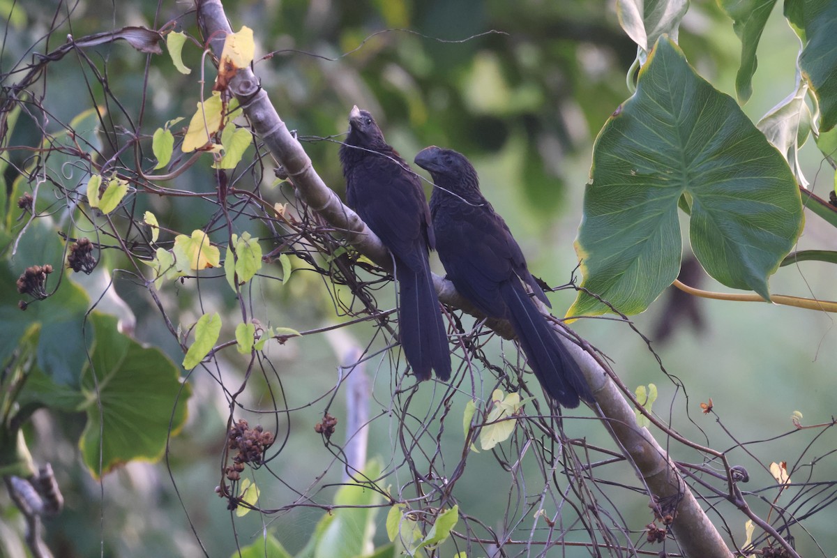 Smooth-billed Ani - ML638819792