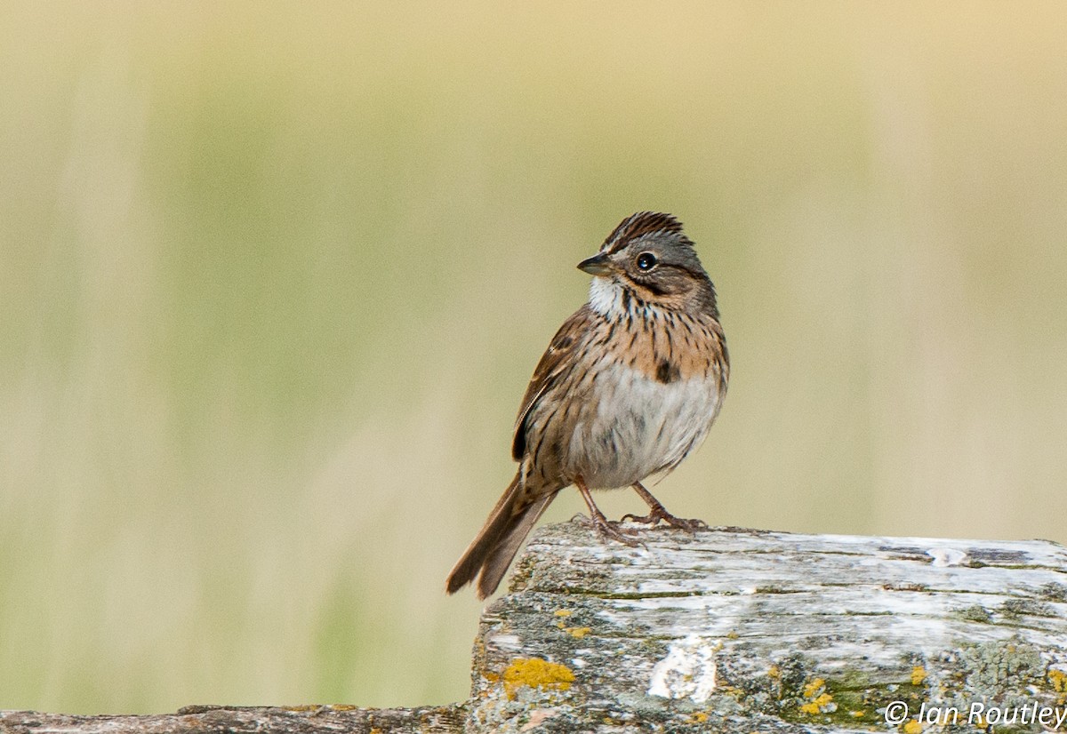 Lincoln's Sparrow - ML63881981