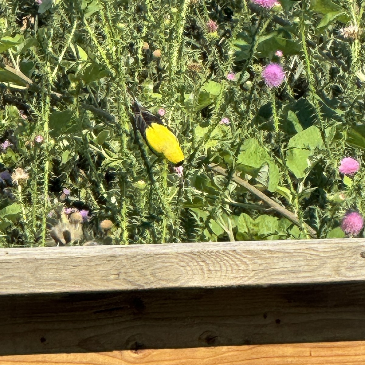 American Goldfinch - ML638819833