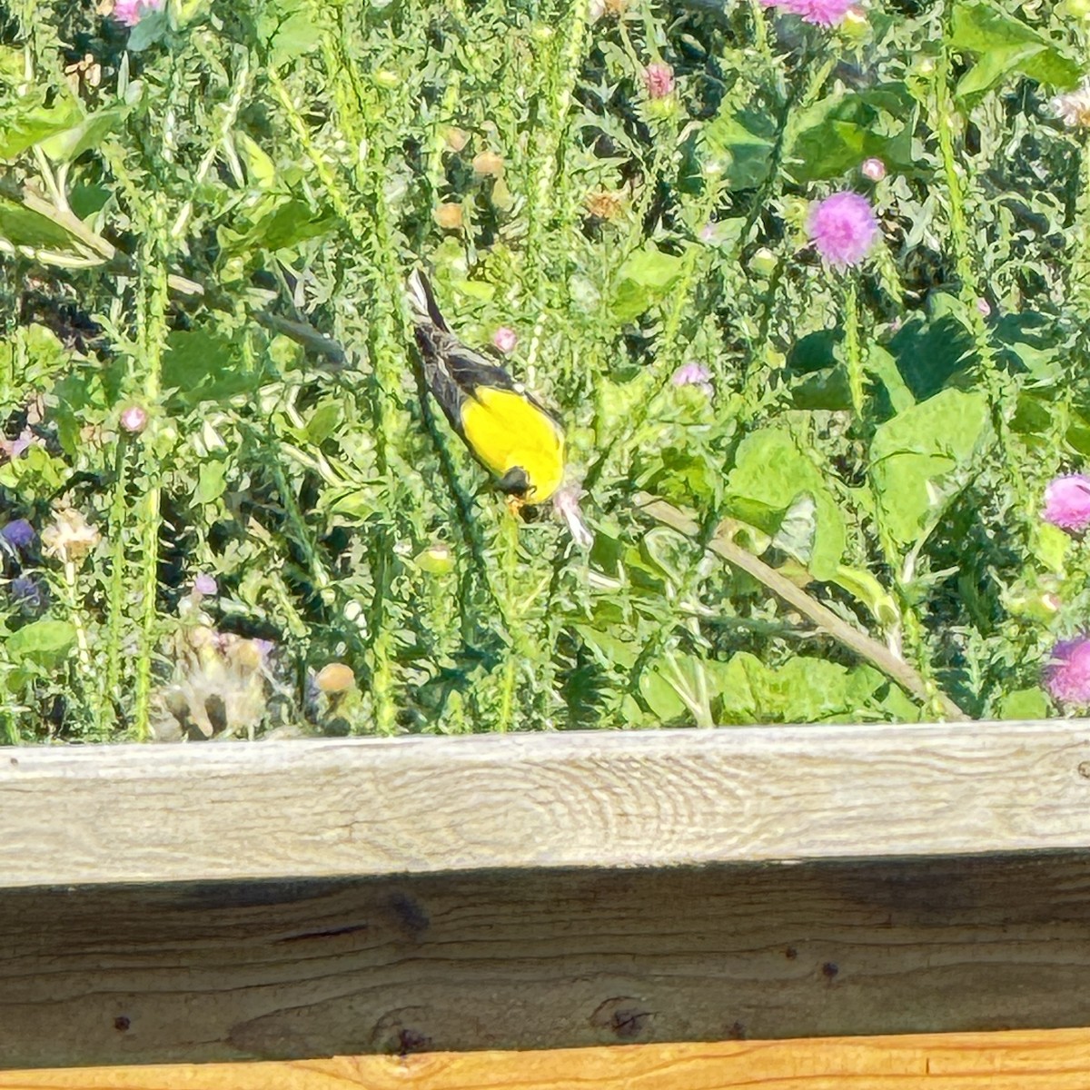 American Goldfinch - ML638819835
