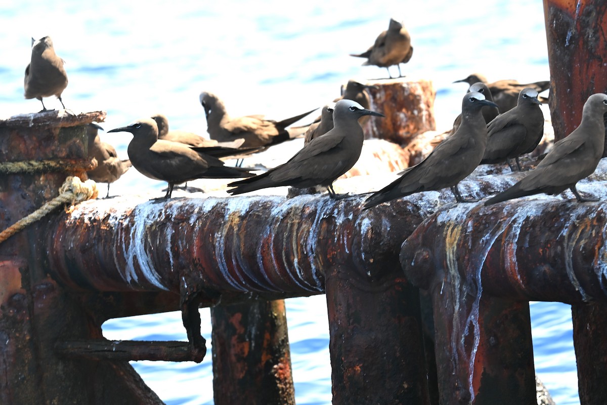 Brown Noddy - ML638819843